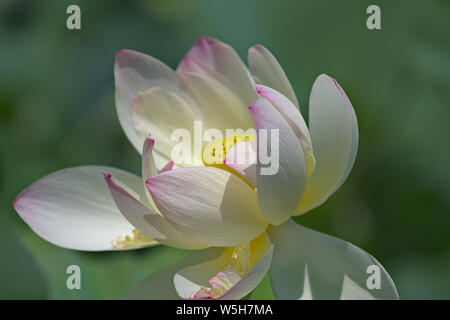 Primo piano della completamente fiorì fiore di loto con grandi foglie in background e la profondità di campo Foto Stock