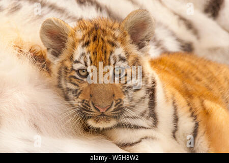 /Amur tigre siberiana Cub (Panthera Tigris Altaica) giacente con la madre Foto Stock