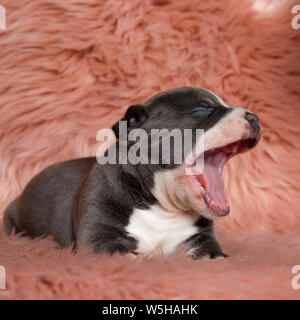 Assonnato Amstaff cucciolo seduto e sbadigli con la bocca aperta e la linguetta esposta mentre guardando al lato di un peloso sfondo rosa Foto Stock
