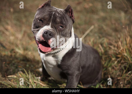 Giocoso Amstaff ansimando con la sua linguetta esposta e guardare avanti durante il riposo e la seduta su sfondo all'aperto Foto Stock