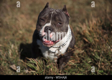 Vista frontale di un cane Amstaff guardando avanti e ansimando con la sua linguetta esposta mentre è seduto su sfondo all'aperto Foto Stock