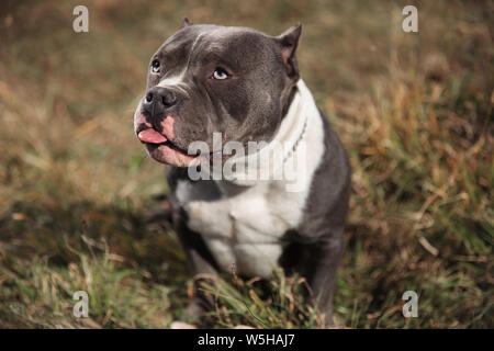 Colpevole Amstaff cercando e chiedendo l elemosina con esso la linguetta esposta mentre è seduto su sfondo all'aperto Foto Stock