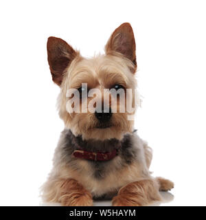 Ritratto di una seduta Yorkshire Terrier con la bocca chiusa e collare rosso su bianco di sfondo per studio Foto Stock