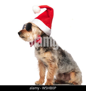 Yorkshire Terrier seduto e guardando lateralmente mentre indossa Santa Claus cappello, occhiali da sole e rosso il filtro bow tie su bianco di sfondo per studio Foto Stock