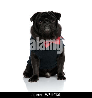 Doverosa pug cercando con la bocca chiusa mentre si indossa una cravatta a farfalla rosso e un maglione blu, seduti su bianco di sfondo per studio Foto Stock