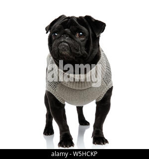 Interessati pug cercando con la bocca chiusa mentre si indossa un maglione e in piedi su bianco di sfondo per studio Foto Stock