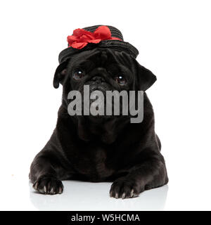 Adorable pug guardando la fotocamera con la bocca chiusa mentre si indossa un elegante cappello nero con una decorazione rossa e disteso su bianco studio backg Foto Stock