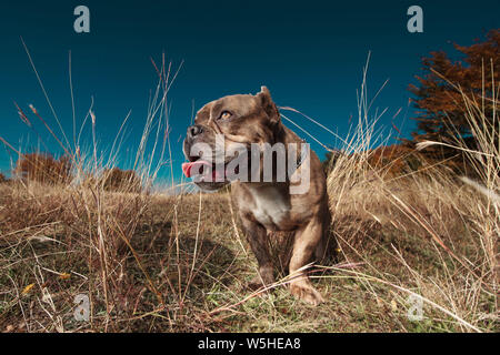 American bully in piedi e guardando curiosamente fino alla linguetta esposta in un campo, per esterno Foto Stock