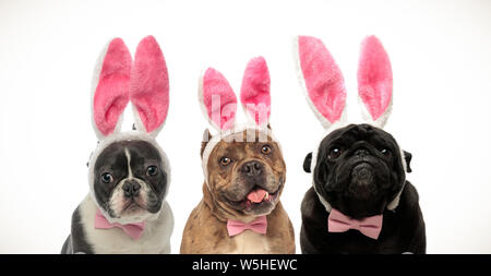 Tre adorabili cani di piccola taglia indossando orecchie di coniglietto di pasqua su sfondo bianco Foto Stock