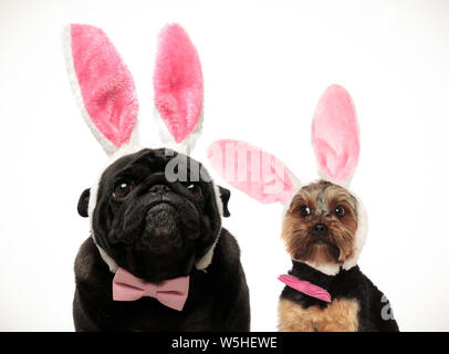 Due simpatiche cani indossando coniglietto di pasqua sulle orecchie abckground bianco Foto Stock