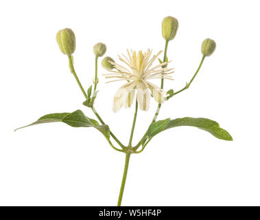 Clematis vitalba isolati su sfondo bianco Foto Stock