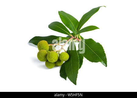 Arbutus unedo ramo con frutti isolati su sfondo bianco Foto Stock