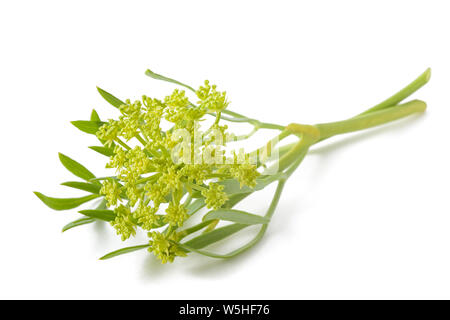 Rock samphire isolati su sfondo bianco Foto Stock