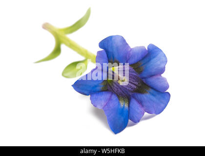 Fiore di genziana ( Gentiana acaulis ) isolato su bianco Foto Stock