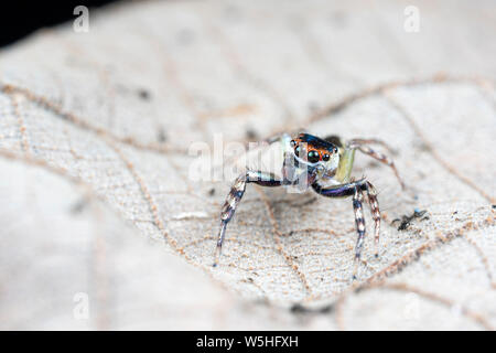 Cytaea sp., la pallina jumping spider, a caccia di prede su una foglia tropicale nella foresta pluviale del Queensland Foto Stock