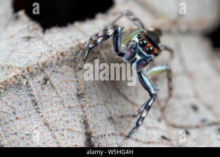 Cytaea sp., la pallina jumping spider, a caccia di prede su una foglia tropicale nella foresta pluviale del Queensland Foto Stock