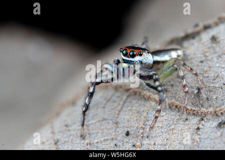 Cytaea sp., la pallina jumping spider, a caccia di prede su una foglia tropicale nella foresta pluviale del Queensland Foto Stock