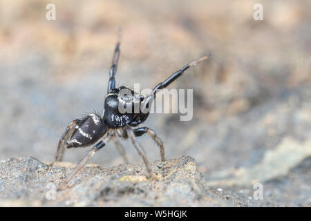 Omodeus sp. Un piccolo bianco e nero a strisce ant-eating jumping spider Foto Stock