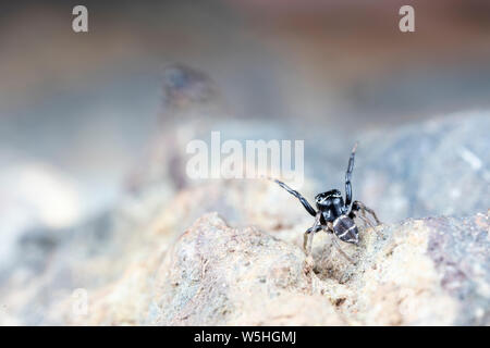 Coppia di coniugati Omodeus sp., ballare. Un minuscolo a strisce bianche e nere ant-eating jumping spider. Foto Stock