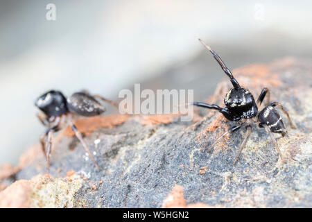 Coppia di coniugati Omodeus sp., ballare. Un minuscolo a strisce bianche e nere ant-eating jumping spider. Foto Stock