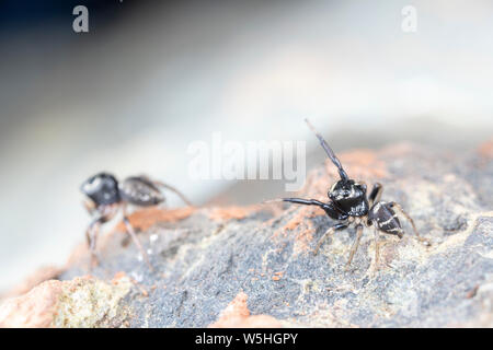 Coppia di coniugati Omodeus sp., ballare. Un minuscolo a strisce bianche e nere ant-eating jumping spider. Foto Stock