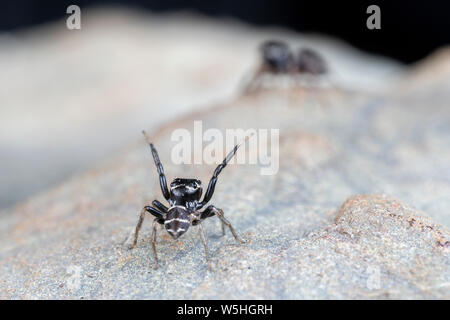 Coppia di coniugati Omodeus sp., ballare. Un minuscolo a strisce bianche e nere ant-eating jumping spider. Foto Stock