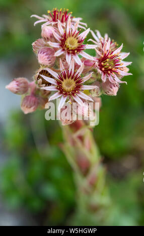 Sempervivum copernicia impianto in un prato Foto Stock