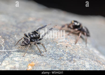 Coppia di coniugati Omodeus sp., ballare. Un minuscolo a strisce bianche e nere ant-eating jumping spider. Foto Stock