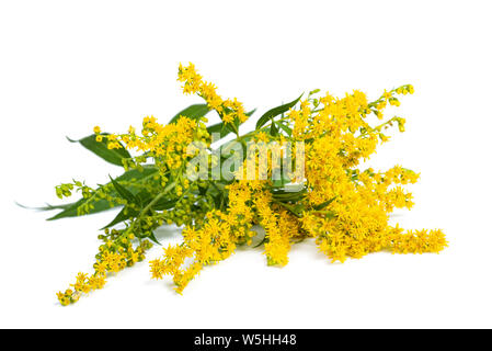 Tall oro (Solidago gigantea) fiori isolati su bianco Foto Stock