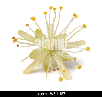 Fiori di tiglio isolati su sfondo bianco Foto Stock