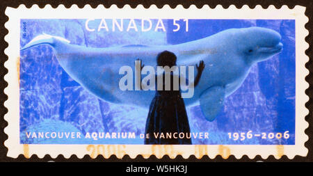 Ragazza guardando un beluga in Vancouver Aquarium, timbro Foto Stock