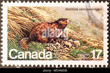 Isola di Vancouver marmotta canadese sulla francobollo Foto Stock