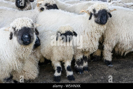Funny Pecore Naso Nero nelle montagne di Zermatt, Vallese, Vallese, Foto Stock