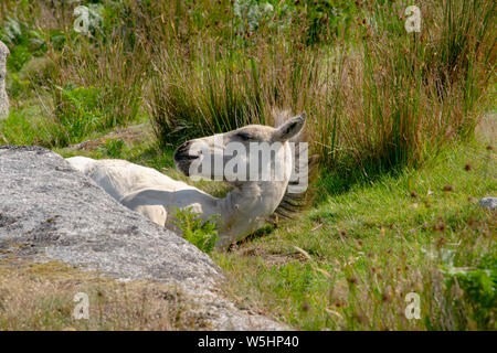 Puledro selvaggio a Bodmin Moor Foto Stock