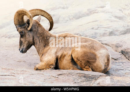 Maschio maturo di ram big horn pecore battenti su roccia all'aperto Foto Stock