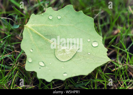 Primo piano caduto lasciare con grandi gocce d'acqua di rugiada o dopo la pioggia su prato verde. Primo Fallen foglie e primo autunno concetto Foto Stock