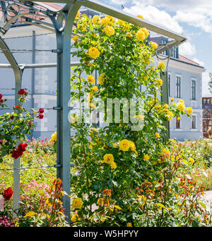 Giallo e rose rosse salendo lungo la base di arbor in giardino Foto Stock