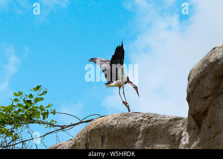 Cicogna Abdims (Ciconia abdimii) in atterraggio su una roccia Foto Stock