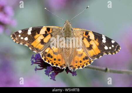 Dipinto di Lady butterfly (Vanessa cardui) con alette aperte e l'alimentazione da un fiore di Verbena Foto Stock