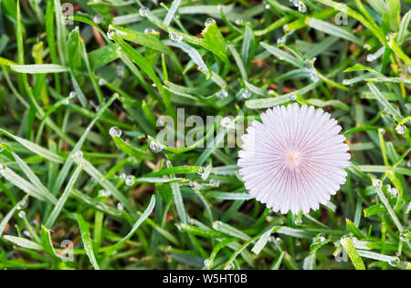 In prossimità di un piccolo toadstool pallido il nostro crescente di un vicino prato ritagliate che è coperto in gocce di pioggia Foto Stock