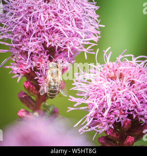 Biene auf pinker Blume Foto Stock