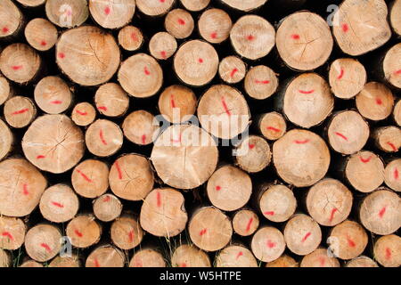 Un legno fresco polter in corrispondenza del bordo della foresta Foto Stock