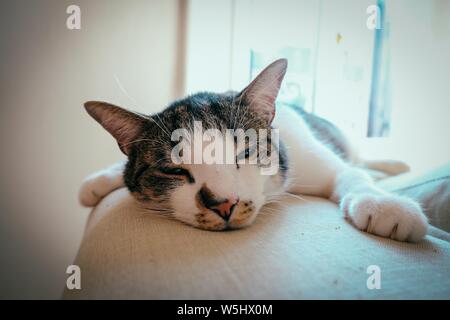 Primo piano di un gatto carino che si stesa su un divano svegliarsi al mattino Foto Stock