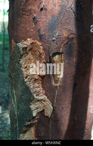 Scene di querce da sughero, Quercus suber, nella campagna catalana Foto Stock