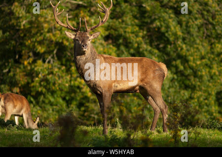 Red Deer Stag Cervus elaphus in posa graziosa il giorno di sole nel Parco Nazionale di Killarney, Contea di Kerry, Irlanda Foto Stock