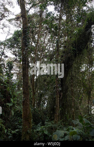 Subtropicale primordiale foresta di pioggia copre il versante occidentale delle Ande a 2200 metri di altezza Bellavista Lodge in Ecuador. Foto Stock