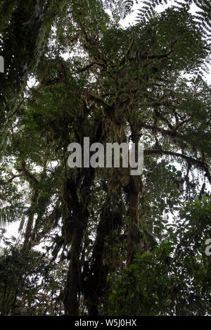 Subtropicale primordiale foresta di pioggia copre il versante occidentale delle Ande a 2200 metri di altezza Bellavista Lodge in Ecuador. Foto Stock