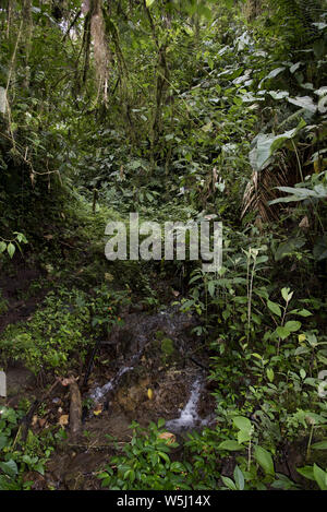 Subtropicale primordiale foresta di pioggia copre il versante occidentale delle Ande a 2200 metri di altezza Bellavista Lodge in Ecuador. Foto Stock