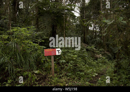 Subtropicale primordiale foresta di pioggia copre il versante occidentale delle Ande a 2200 metri di altezza Bellavista Lodge in Ecuador. Foto Stock