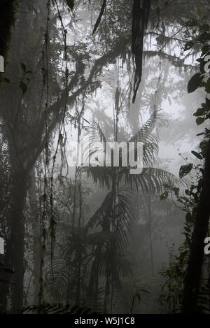 Subtropicale primordiale foresta di pioggia copre il versante occidentale delle Ande a 2200 metri di altezza Bellavista Lodge in Ecuador. Foto Stock